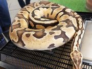 kaedeさんのジャパンスネークセンターの投稿写真2