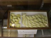 Yanwenliさんの安曇野市天蚕センターの投稿写真7