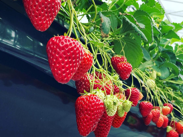 食べ頃イチゴ!_観光農園 Bee my Berry