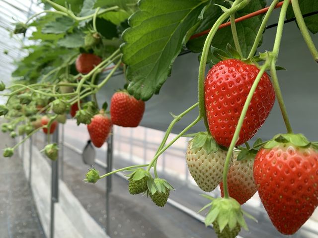 時期によって大きさで甘さが変わります!
今からは小さめかな…_農事組合法人 たてやま営農組合