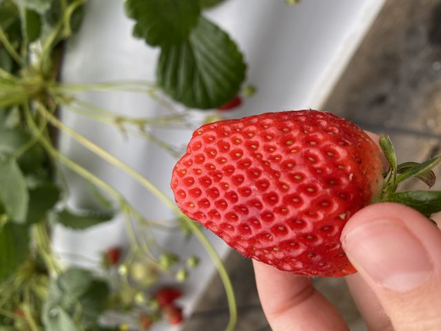 大きくて赤い章姫とても甘かったです_大野観光いちご園