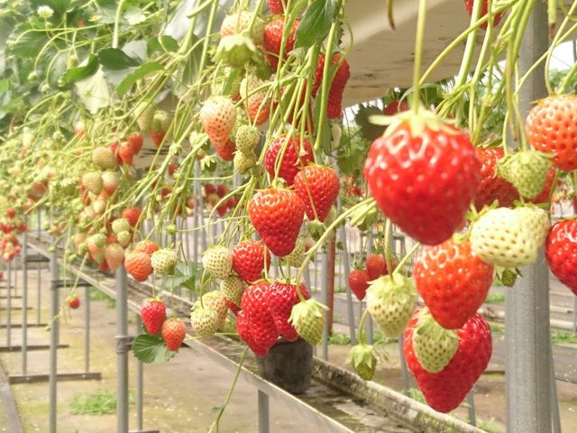 二種類、どちらもすごく美味しかったです。
_ストロベリーファーム 太田農園