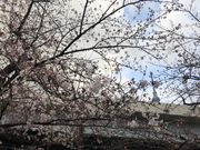 おりょうまこさんの桜橋の投稿写真2