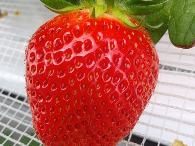 甘くて美味しいイチゴがたくさん!参加組数の上限が決まっているため、過度に混雑することはありません。_アキヒロイチゴ園