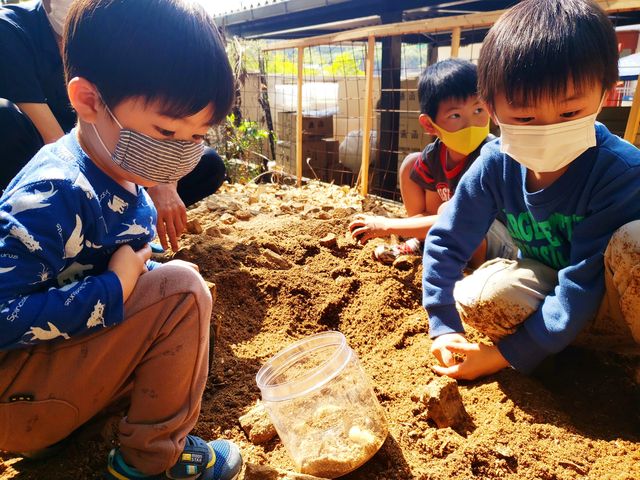 かぶとむし幼虫ほり大会_たつのみんなの昆虫館