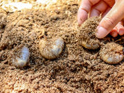 つーくんさんのたつのみんなの昆虫館の投稿写真5