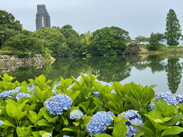 紫陽花の季節_浦山公園