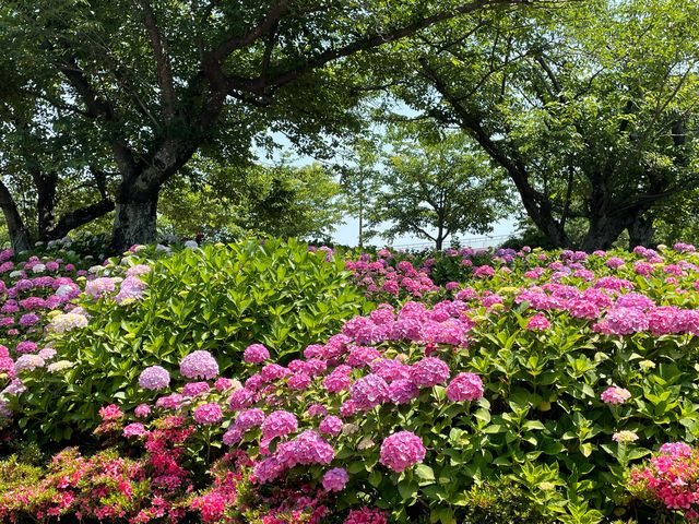 紫陽花見どころ_高塔山