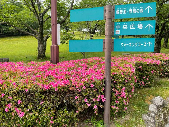 ツツジ_浦山公園