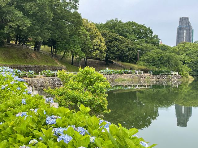 紫陽花_浦山公園