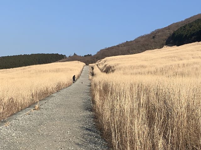 deeepssさんの箱根町仙石原乙女観光案内所の投稿写真1