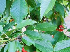 Pi☆iさんのトモチャン園への投稿写真1