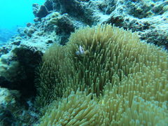 みみみさんの沖縄アイランドクルーへの投稿写真1