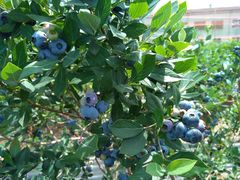 はちさんの真行寺ブルーベリー園への投稿写真1