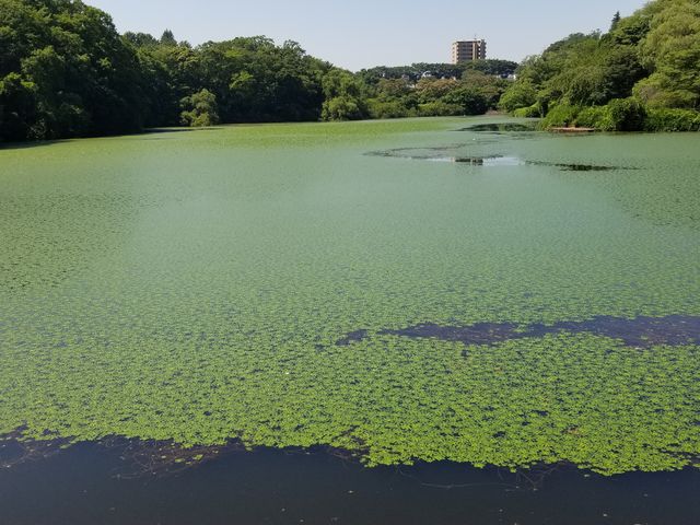 夏、水草の緑が映えます。_大堤(ひょうたん沼)