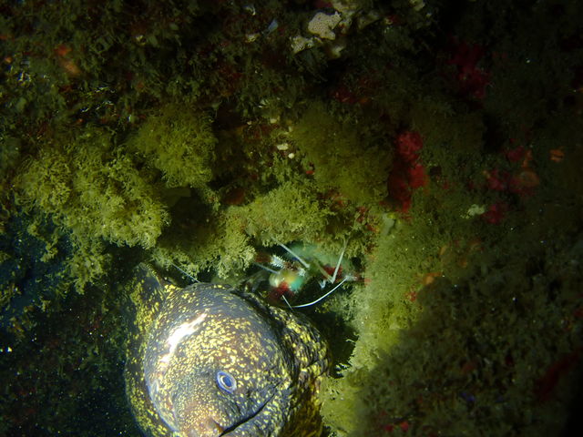 オトヒメエビとウツボ。_DiveToday