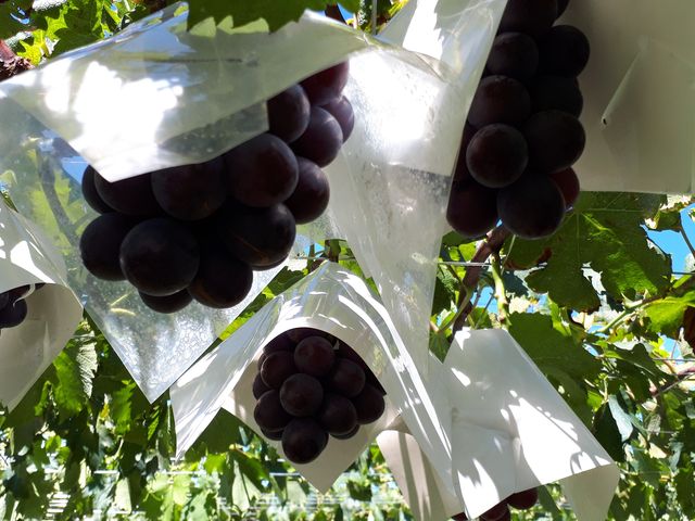 大粒のふじみのり_FRUIT PARK YOKOHAMA 芝口果樹園