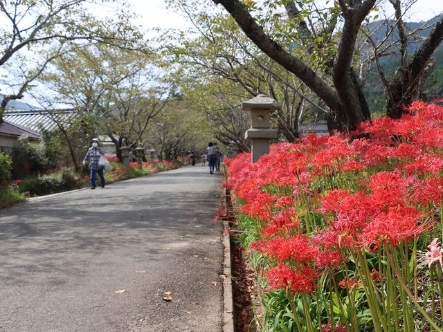 参道に咲いた彼岸花_鰐鳴八幡宮