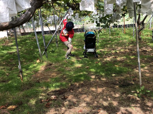 ピオーネ_世羅向井農園