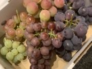 Fuuuuuさんの高橋巨峰園 株式会社Ripi farmの投稿写真1