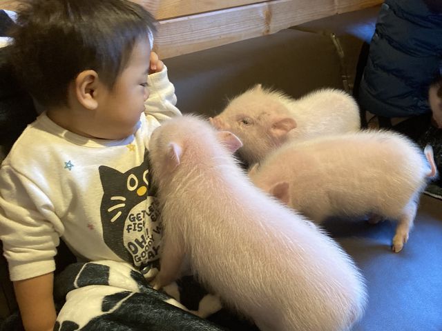 豚が沢山寄ってくる_pignic farm&cafe