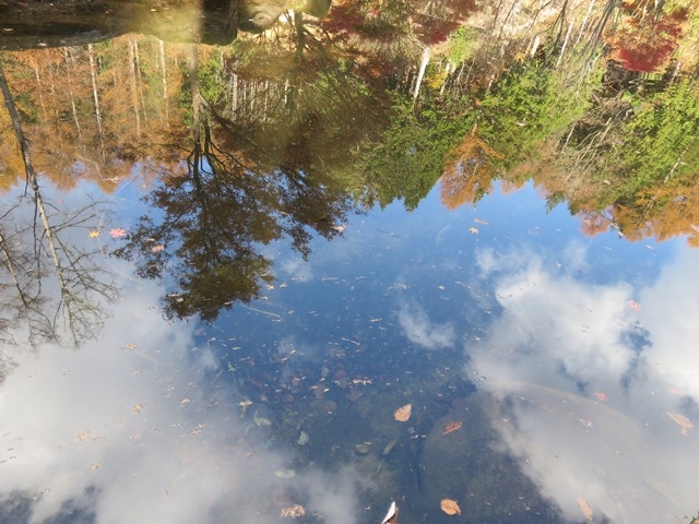 てつきちさんのせせらぎ街道(紅葉)の投稿写真1