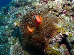 たいがさんのDIVING SHOP RYAAANへの投稿写真1