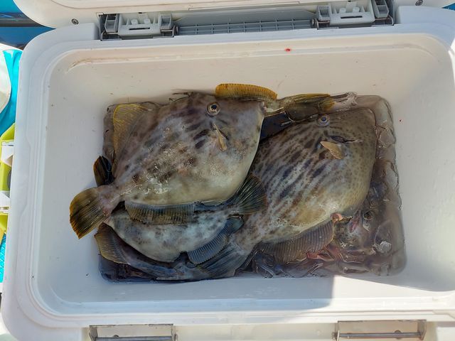 今が旬のカワハギ釣り人気の釣りです。テクニカルな面もあるので釣り上げた時の喜びは最高です_釣り船 岩伊丸