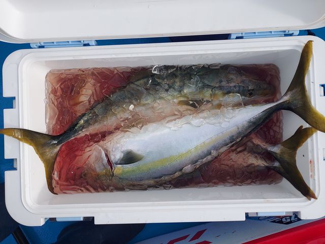 ビギナークラスの方からベテランまで幅広く人気の釣りです3s〜5sクラス楽しめる釣り物です_釣り船 岩伊丸