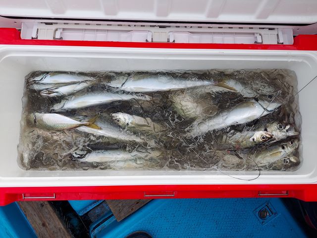 金アジや有名の松輪サバが釣れるプラン食卓賑わい最高の釣り物_釣り船 岩伊丸