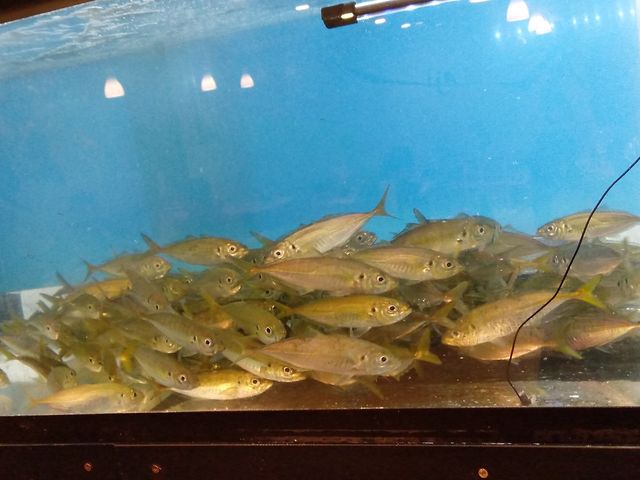 水槽_あじ屋でん助 小田原店