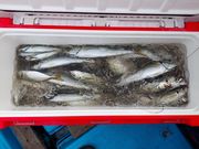あつさんの釣り船 岩伊丸の投稿写真4