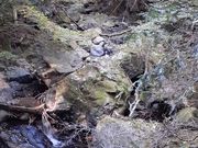 こぼらさんの加太不動滝の投稿写真3