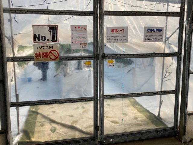 山鹿観光いちご園_山鹿観光いちご園