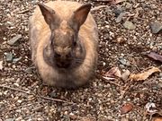 ウッキーさんの山鹿どんぐり村の投稿写真1