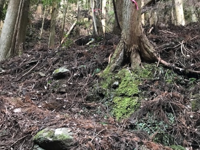 対岸の岸の木に印があります。ここを登るのが正規ルート。_矢頭山