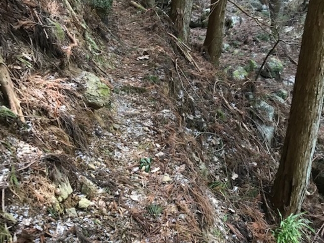 全体的に道幅は狭く、片側切れてることが多いです。_矢頭山