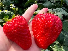 ellieさんのお陽様農園への投稿写真1