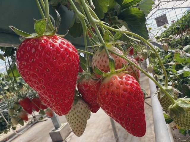 沢山とれました♪_ファームクラブ中里農場