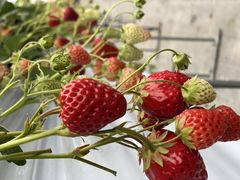 めーさんのFarmersConciergeへの投稿写真1