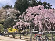 ゆめのお父さんさんの太山寺の投稿写真1