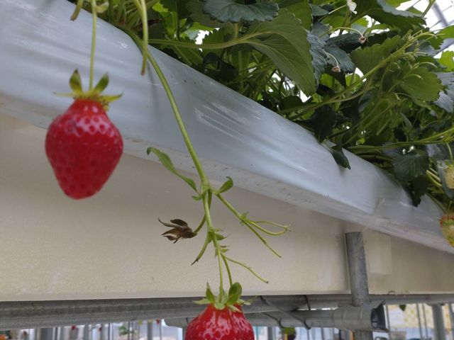 甘いイチゴ_かぐや農園