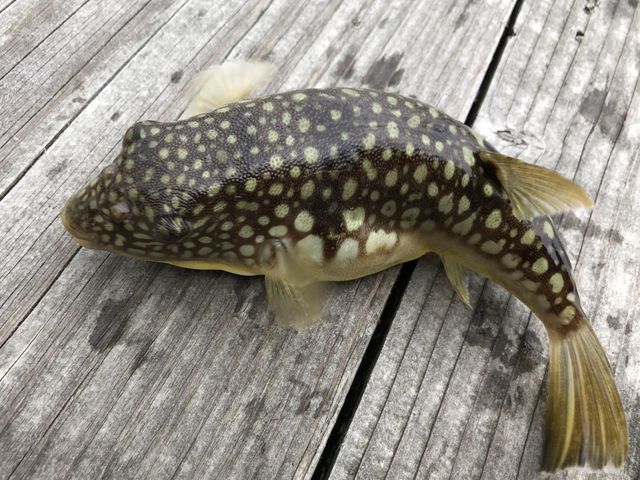 ふぐも釣れました!が、リリース_ファーストハーバーツルガ
