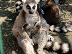 もけけさんのしろとり動物園への投稿写真1