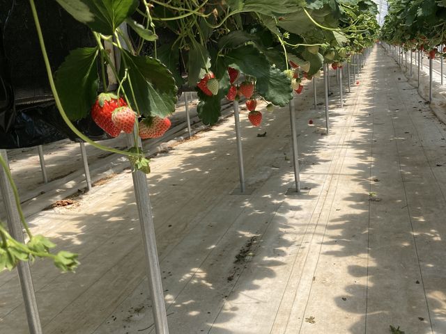 苺_日光いちご園 渡辺