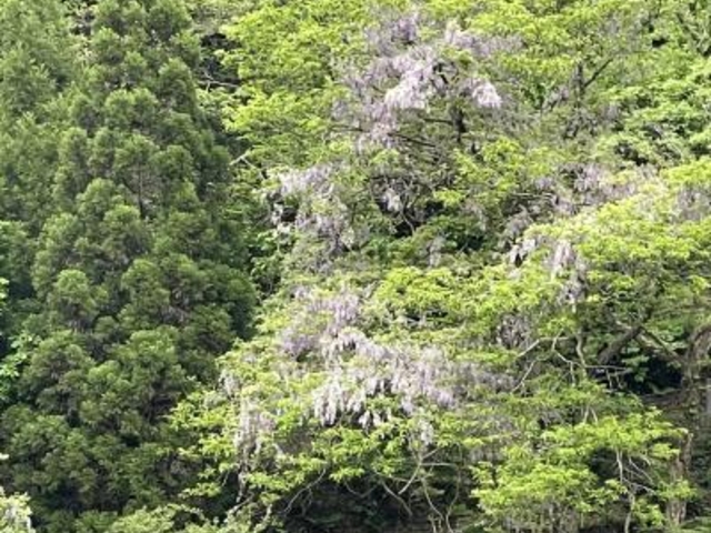 まだヤマフジが見頃だった。_平池のカキツバタ