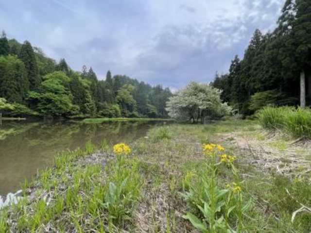 平池全景。黄色の花はサワオグルマ。_平池のカキツバタ