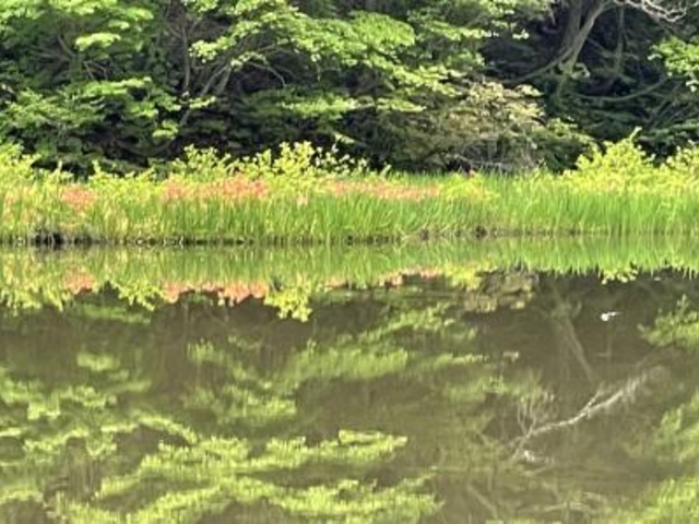 平池、オレンジ色の花はレンゲツツジ。望遠レンズは必帯である。_平池のカキツバタ