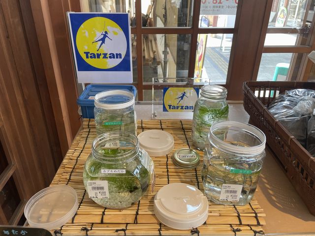 メダカ_道の駅 大山恵みの里