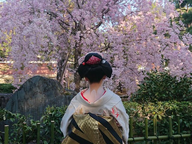 建仁寺の桜と_舞妓体験 ゆめみる夢